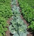 Cabbage